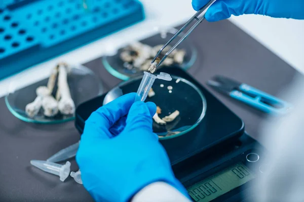 Preparazione Micro Dosi Funghi Della Psilocibina Nel Laboratorio Scientifico Esperimento — Foto Stock