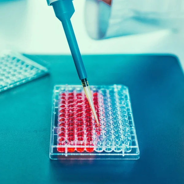Biology laboratory, scientist working with cell culture