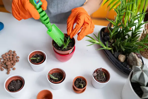 stock image Indoor gardening, a woman nurtures plants at home, creating a green oasis and fostering a connection with nature