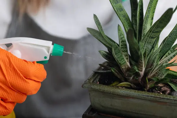 stock image Caring for indoor plants, a woman sprays water onto potted plants on the table, fostering growth and greenery