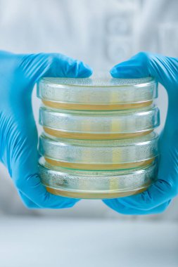 Mikrobiyologlar, laboratuvar analizi için bakteri kültürlerini barındıran petri kaplarıyla dolu bankta oturuyorlar..