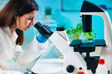 Laboratuar teknisyeni inceleyerek bitki dokusu mikroskop ile