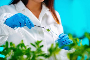 Biyolog laboratuarda bitkilerle deneyler yapıyor. 