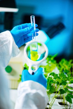 Büyüteç ile örnekleri inceleyerek biyolog.