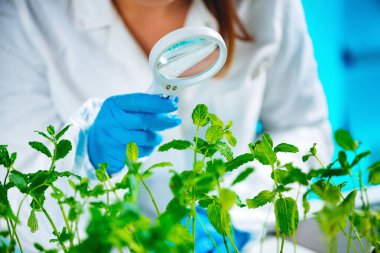 Büyüteç ile örnekleri inceleyerek biyolog.