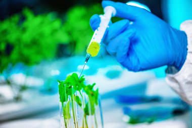 Bitki tohumlarını laboratuvarda inceleyen biyolog.