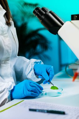 Bitki laboratuvar. Biyoloji teknisyen bitkiler ile çalışma. Bitki doku mikroskopla incelenmesi