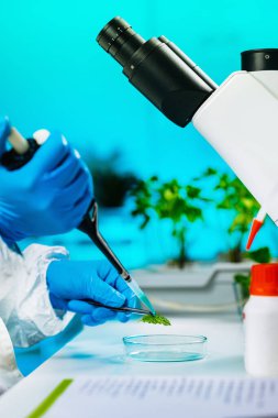 Bitki laboratuvar. Biyoloji teknisyen bitkiler ile çalışma. Bitki doku mikroskopla incelenmesi