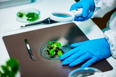 Biyolojistin Laboratuvarda Bitki Köklerini İncelemesi