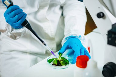 Biyolojistin Laboratuvarda Bitki Köklerini İncelemesi