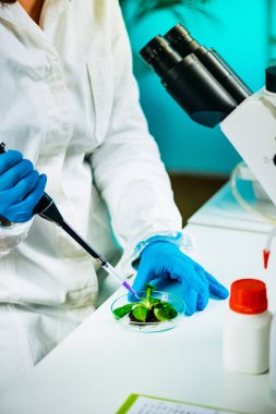 Biyolojistin Laboratuvarda Bitki Köklerini İncelemesi