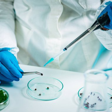 Tohumlar bitki laboratuarında çalışan biyolog kadın