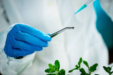 Tohumlar bitki laboratuarında çalışan biyolog kadın