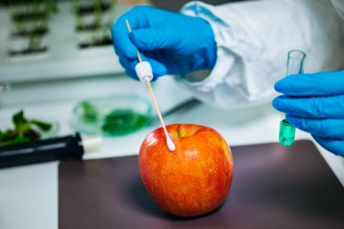Biyolog, laboratuvarda böcek ilacı var mı diye elma inceliyor.