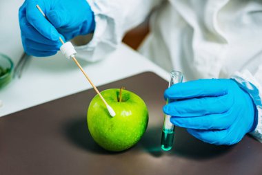 Biyolog, laboratuvarda böcek ilacı var mı diye elma inceliyor.