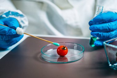 Biyolog laboratuardaki böcek ilaçları için kiraz domatesi inceliyor.