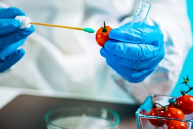 Biyolog laboratuardaki böcek ilaçları için kiraz domatesi inceliyor.