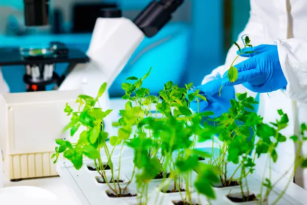 Laboratuvar teknisyeni laboratuarda mikroskopla bitki dokusu inceliyor. 