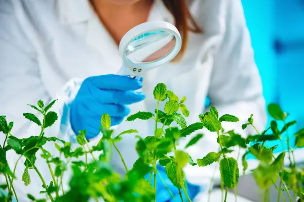 Büyüteç ile örnekleri inceleyerek biyolog.