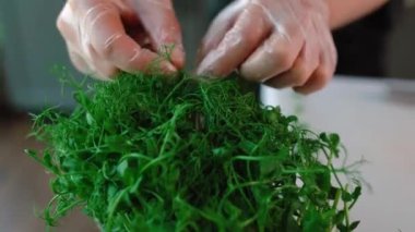 Şef suşi, rulo hazırlar. Philadelphia 'da ton balığı, avokado, yengeç ve peynirli.