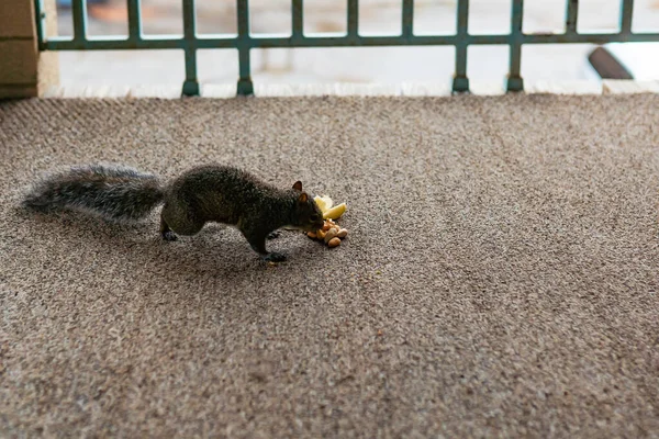 リスはナッツを食べる ヘーゼルナッツ ピーナッツ カシューナッツ アーモンド 都市環境における野生生物 — ストック写真