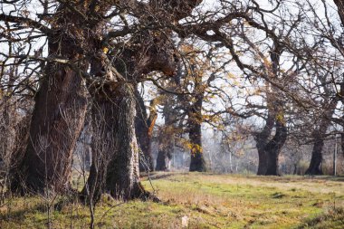 Sırbistan 'ın Smederevo yakınlarındaki Alinac Grove kasabası, artık ölü ağaç gövdelerinden oluşan eski ve korunaklı bir bataklık meşesi ormanı.