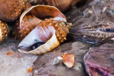Hırvatistan 'ın Mali Loinj adasındaki balık pazarında taze Akdeniz balığı, deniz ürünleri ve deniz kabuğu avı