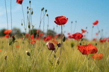 Sırbistan 'ın güneşli bahar kırsalında kırmızı gelincik çiçekleri tarlası