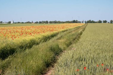 Sırbistan 'ın güneşli bahar kırsalında kırmızı gelincik çiçekleri tarlası