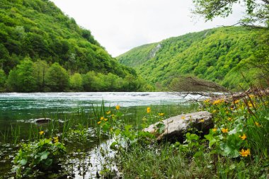 Baharda Bosna-Hersek 'teki ulusal parkta açan sarı çiçekler, yeşil çimenler ve dağ nehri Una' nın durgun mavi yüzeyi