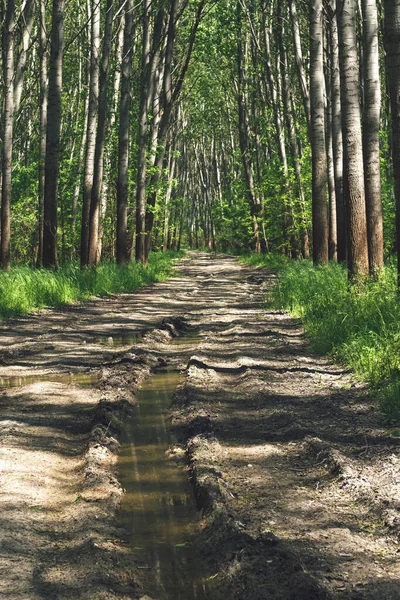 ベゲカ ジャマ自然保護区の日当たりの良い森の泥の春の道セルビア — ストック写真