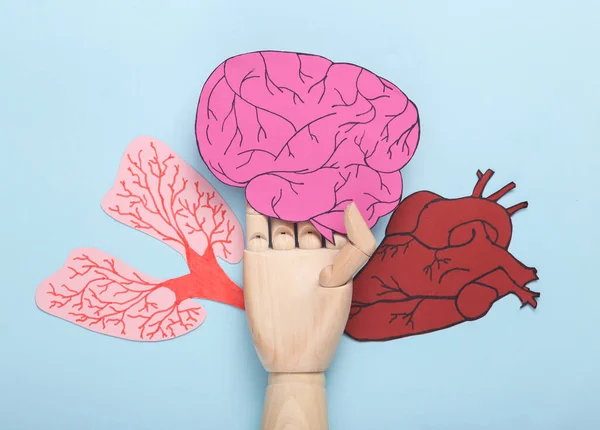 Wooden hand selects the anatomical brain, heart and lungs on a blue background