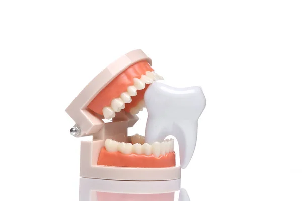 Ludzka Szczęka Model Zabawką Ząb Izolowany Białym Tle Odbiciem — Zdjęcie stockowe