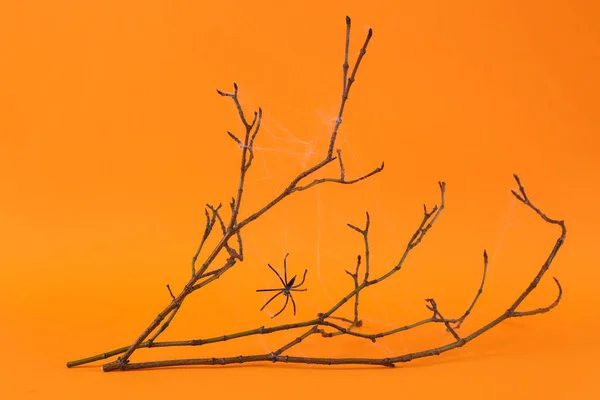 有蜘蛛网的干树枝和橙色背景上的蜘蛛 万圣节装饰 — 图库照片