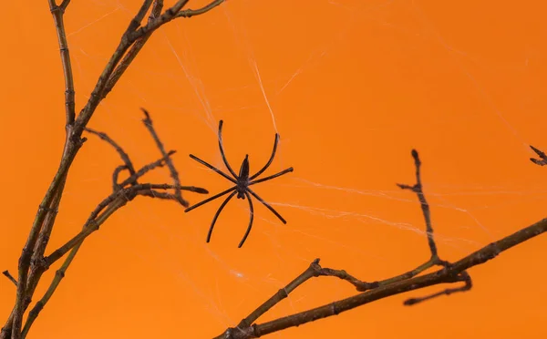 Ξηρό Κλαδί Ιστό Αράχνης Και Αράχνη Πορτοκαλί Φόντο Απόκριες Διακόσμηση — Φωτογραφία Αρχείου