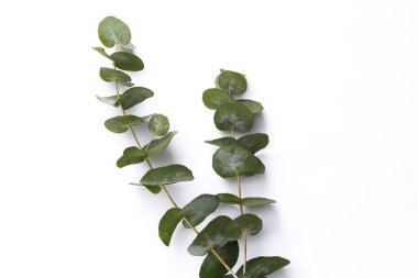 Eucalyptus twigs on a white background