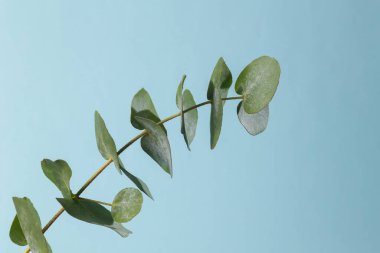 Mavi arka planda okaliptüs dalları