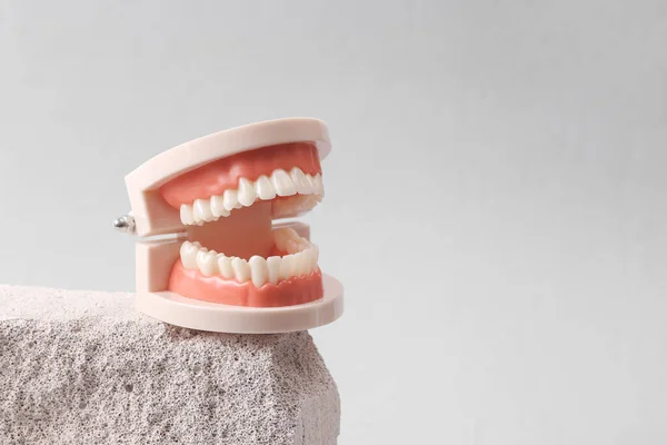 Minimalistic scene with artificial plastic jaw model on the stone. Caring for teeth concept. Abstract composition