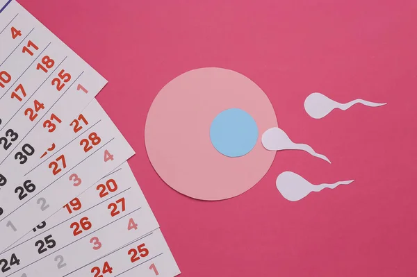 妊娠の計画 ピンク色の背景に精子とカレンダーを持つ卵 トップ表示 — ストック写真