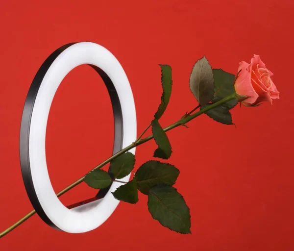 Pink rose through led ring lamp on red background. Creative idea.