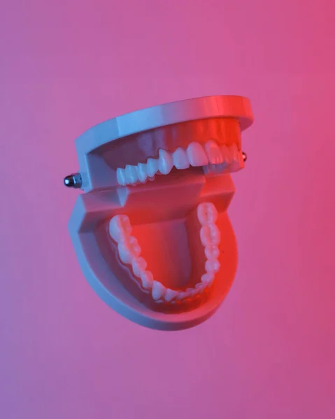 Human jaw model floating in the air, isolated in blue-red neon gradient light. Levitating objects. Minimal concept