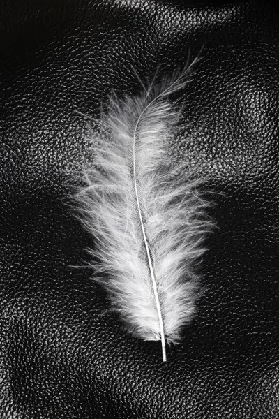 Λευκό Μαλακό Φτερό Μαύρο Δερμάτινο Φόντο — Φωτογραφία Αρχείου
