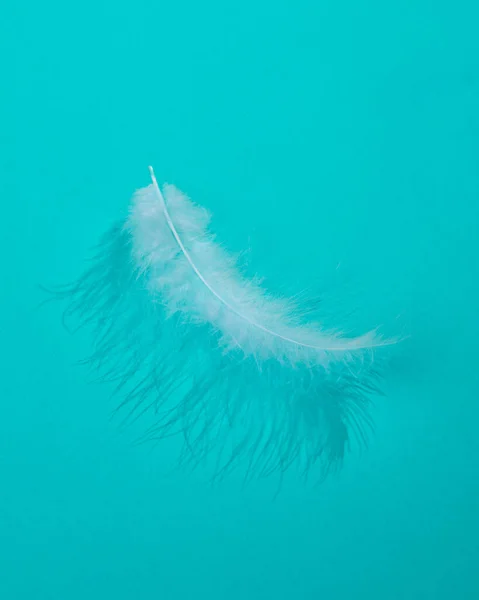 Δημιουργική Διάταξη Λευκό Μαλακό Φτερό Φωτεινό Μπλε Φόντο Οπτική Τάση — Φωτογραφία Αρχείου
