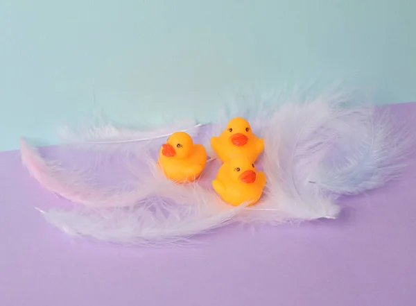 Minimalistic aesthetic still life. Rubber ducks with feathers on pastel two tone background. Fresh idea. Creative layout