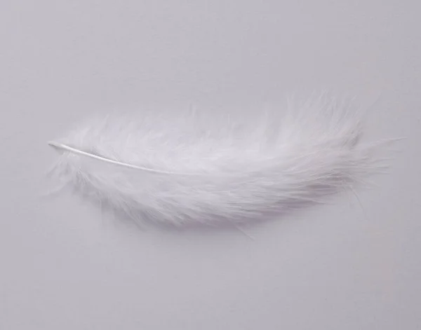 White Soft Feather Gray Background — Stock Photo, Image
