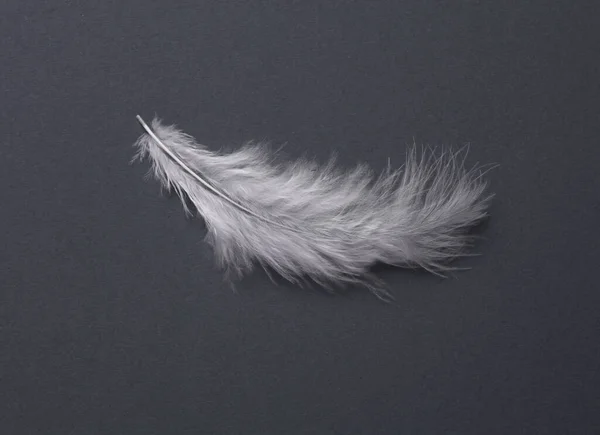 Λευκό Μαλακό Φτερό Σκούρο Γκρι Φόντο — Φωτογραφία Αρχείου