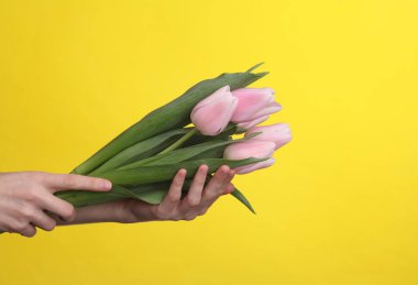 Dişi eller sarı arka planda pembe lale buketi tutuyor.