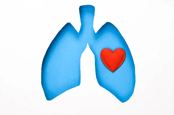 Emberi Tüdő Szív Alakú Vágott Papír — Stock Fotó
