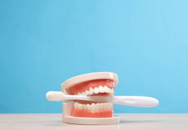 İnsan çene modelinde diş fırçası, mavi arkaplan