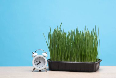 Alarm saati ve yeşil çimenler masada, mavi arkaplan